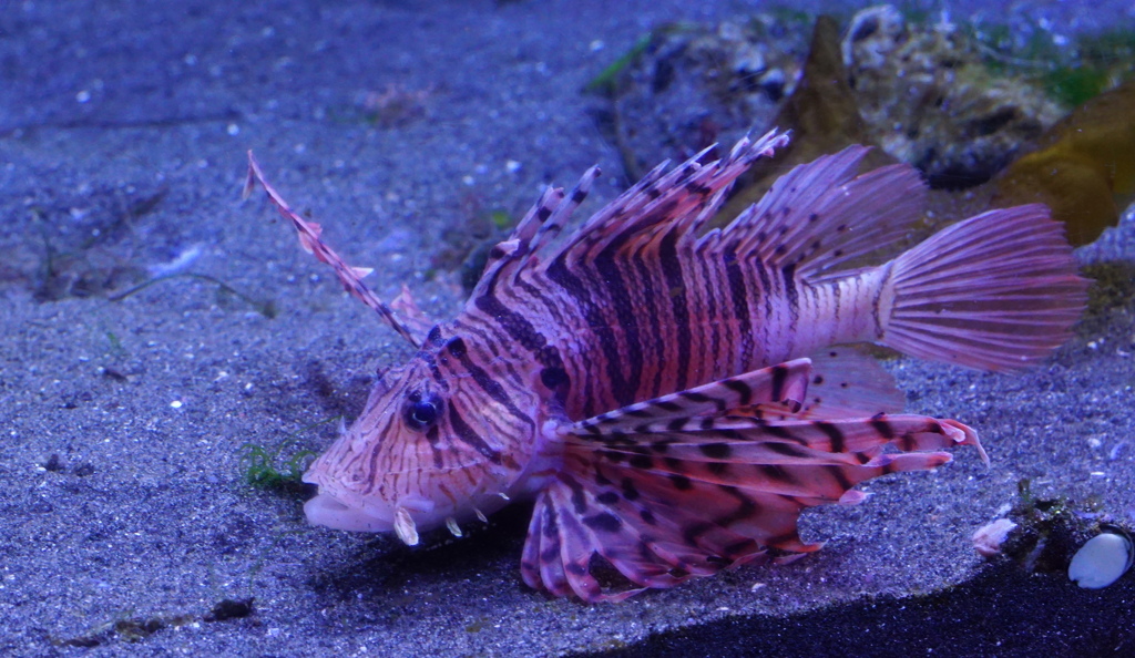 暑い日は水族館へ