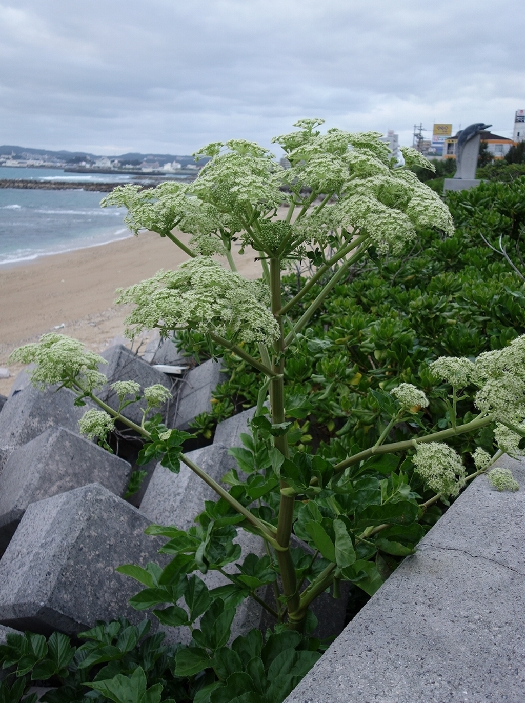 沖縄の花