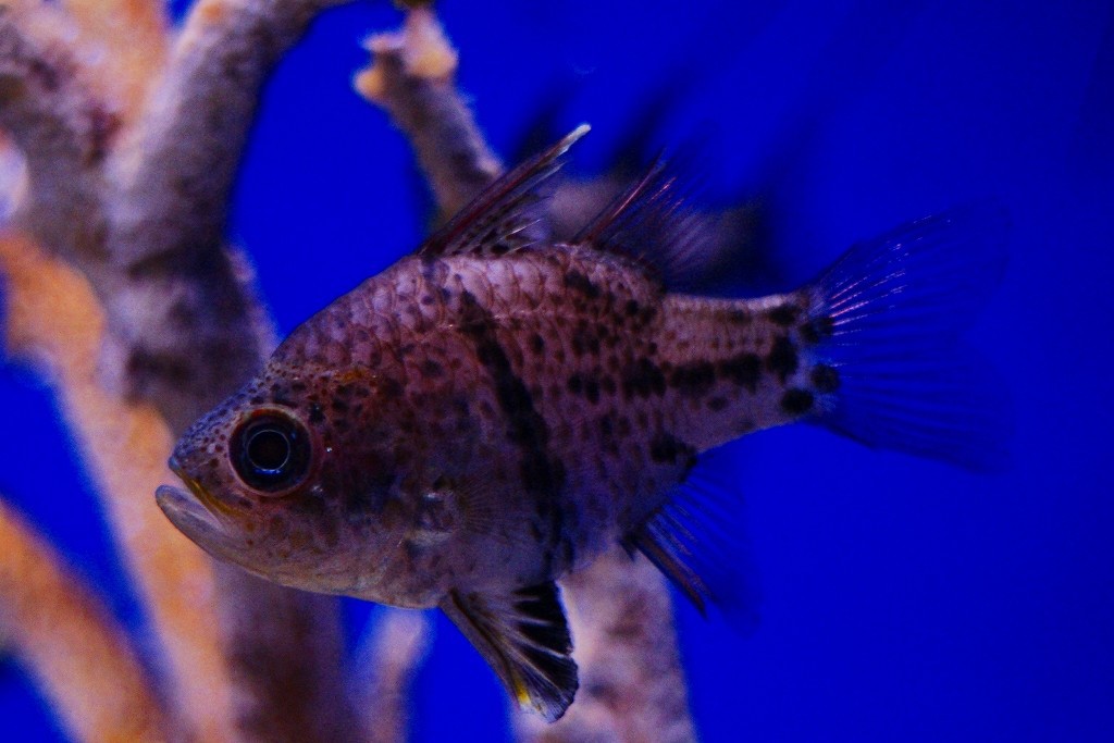 10227514749400042500_c3mbf9chla