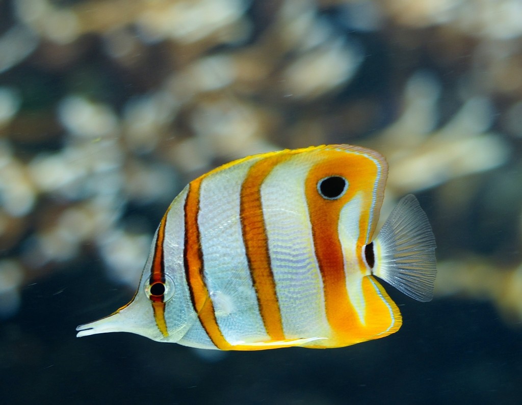 10430269466900042500_62lipo1ela