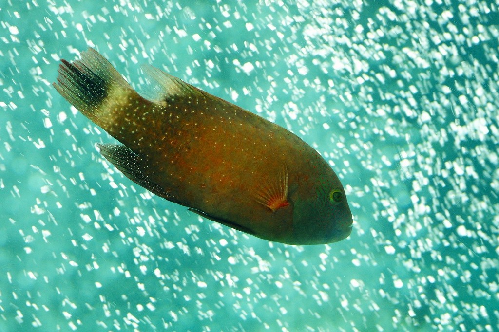 10129619839500042500_m34y4pi6la