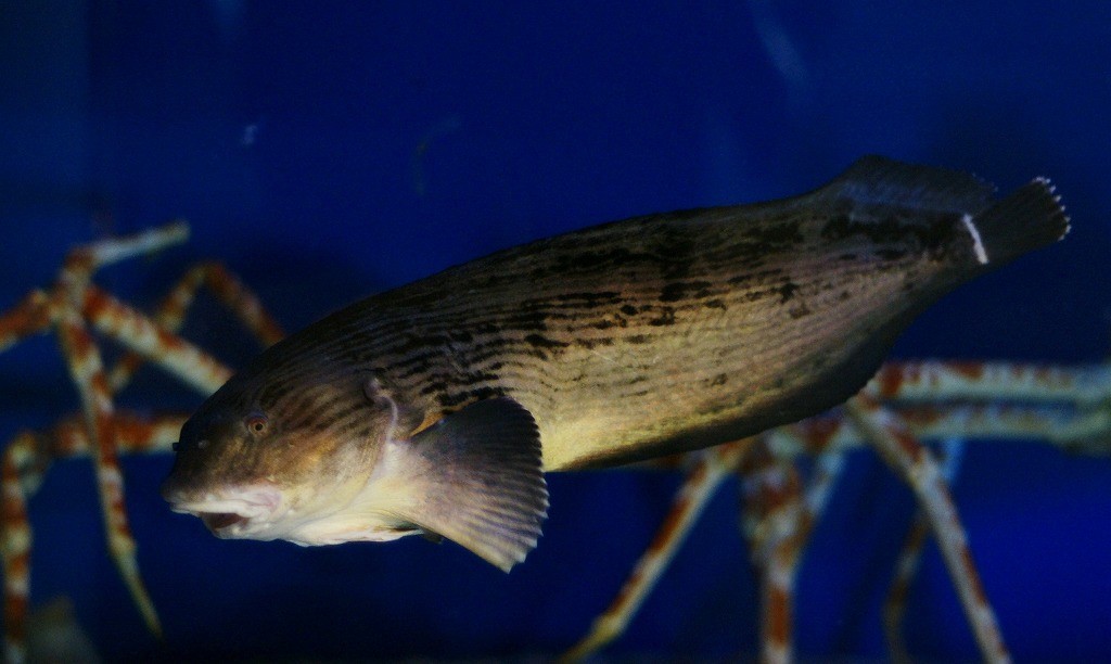 10236219134400042500_gov48m9ila