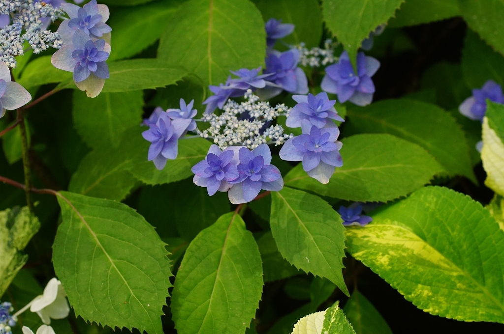 初夏の記憶　その3