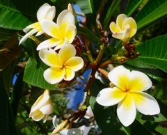 沖縄の花　その14