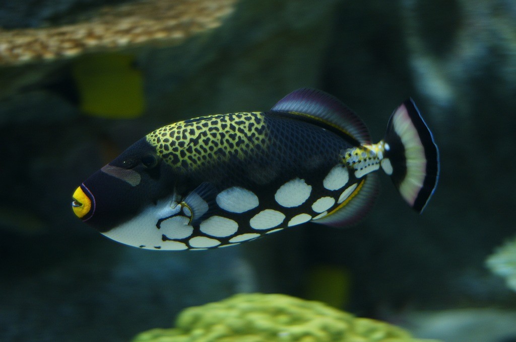 10236158685800042500_ca3q1iuvla