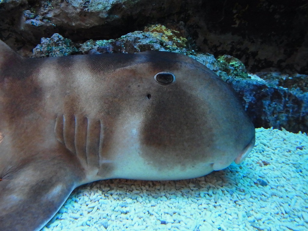 10236988345000042500_9v4ar32wla