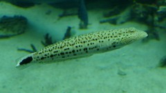 10325834971500042500_tur45l6zla