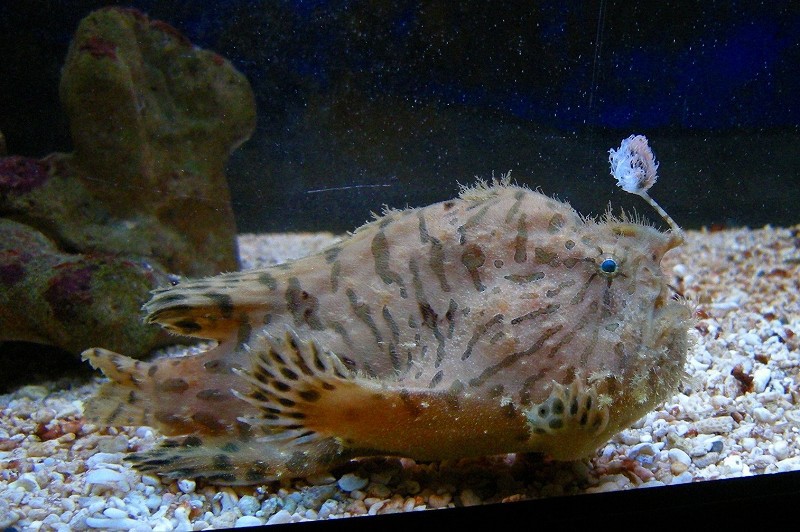 10128219361000042500_o0of3s0ela