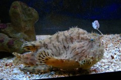 10128219361000042500_o0of3s0ela