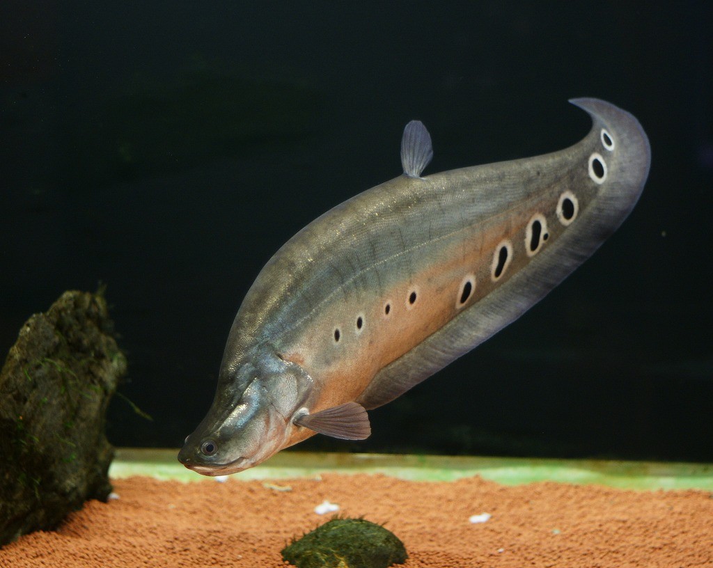 10237014040700042500_nia4rinila