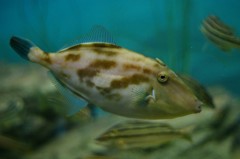 10333839180200042500_uafc14ajla