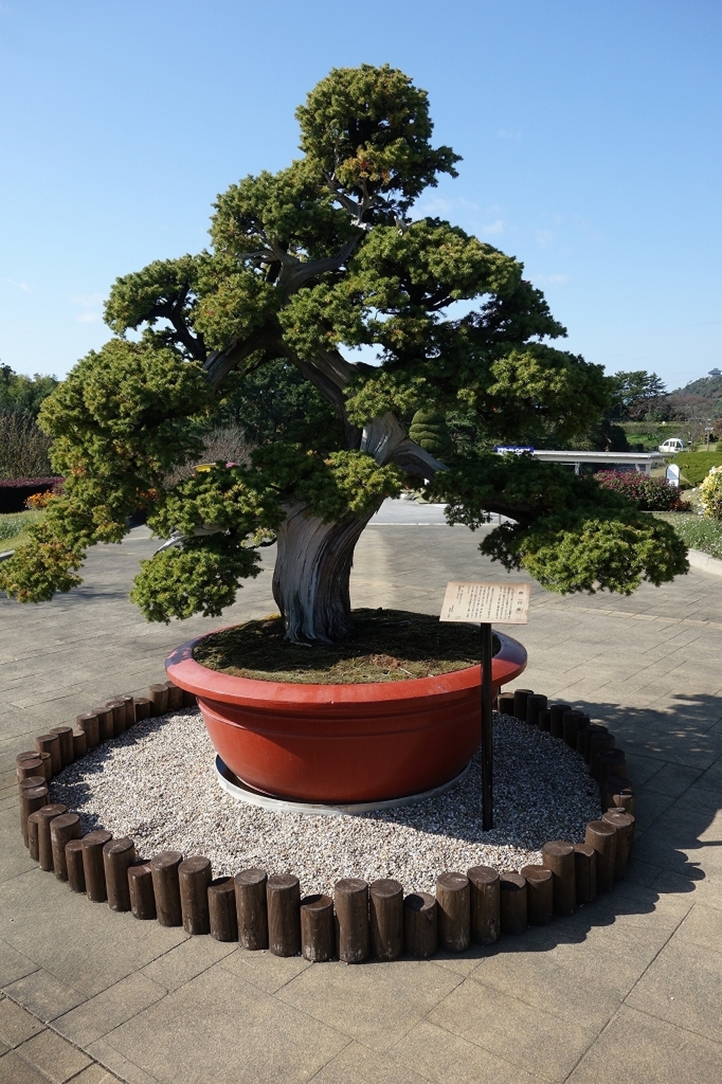 巨大盆栽　その2