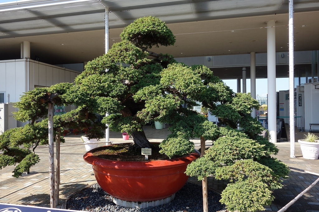 激安商品 巨大盆栽 その3 by 雨ん棒さん （ID：11788182） - 写真共有 その他