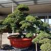 巨大盆栽　その3