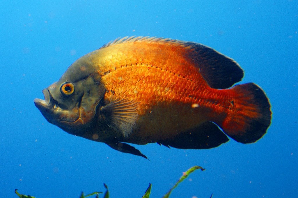 10230113084700042500_uzrgh118la