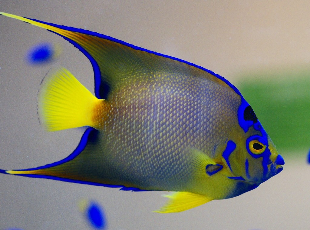 10226875357200042500_coc1luolla