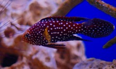 10327514749500042500_2guag9yola