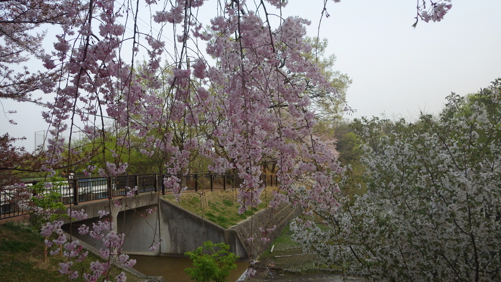 春の公園