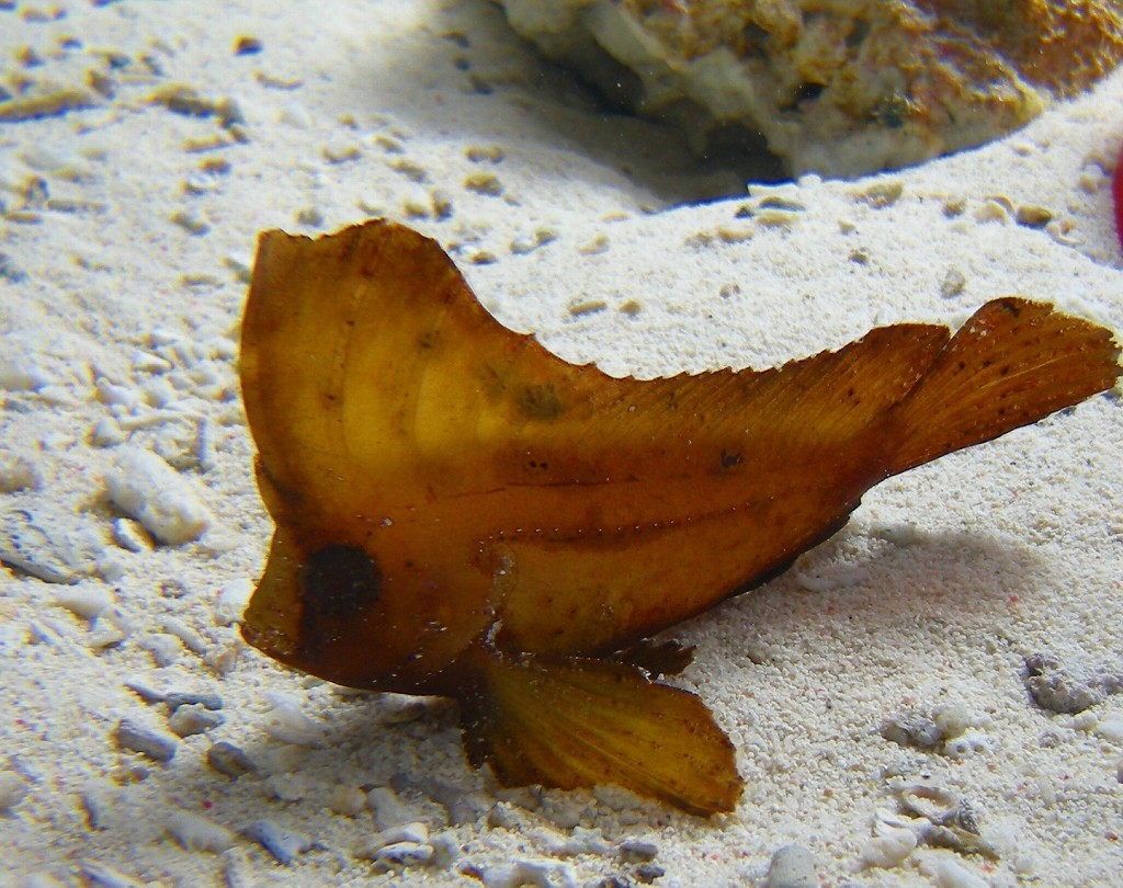 10126123546600042500_h23b0ahsla