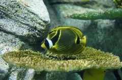 10336158686000042500_rfsw3j6nla