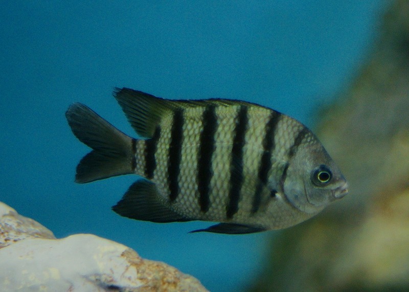 10227989883700042500_nalfrqhdla