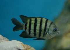 10227989883700042500_nalfrqhdla