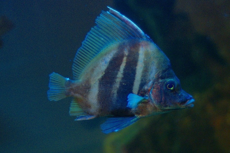 10329100897800042500_y7ye9vmsla