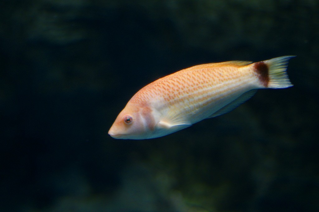 10233035224800042500_dz88cinhla