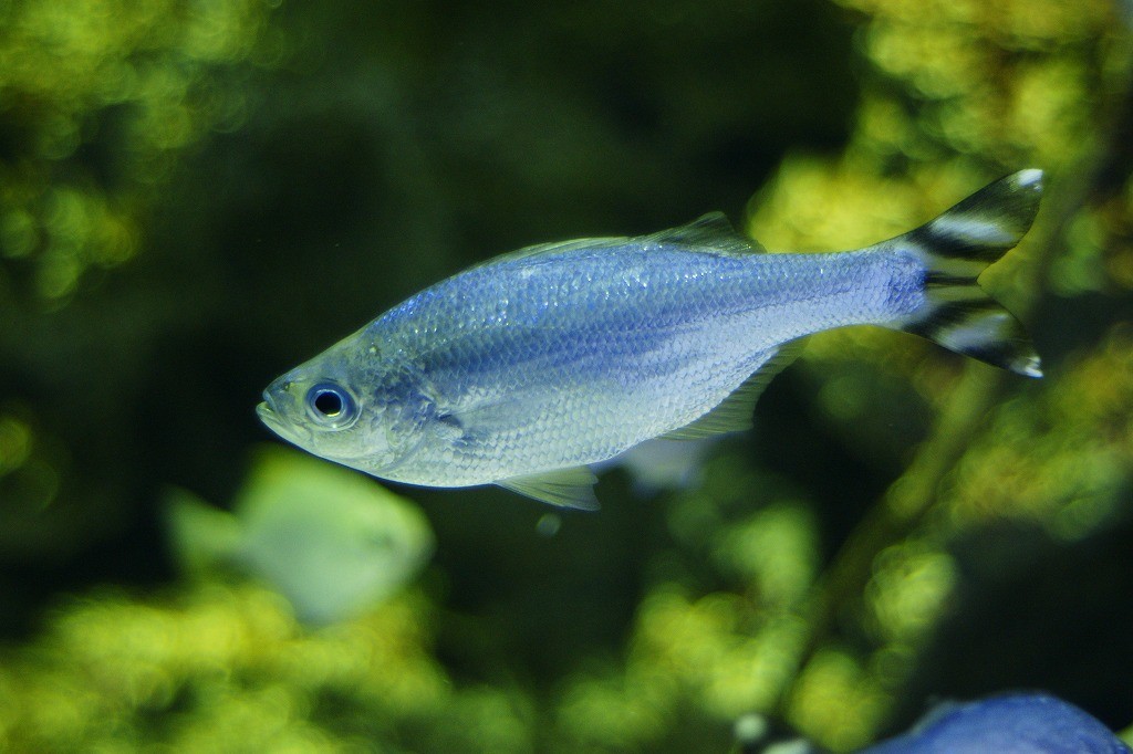 10335381030700042500_181gow0rla