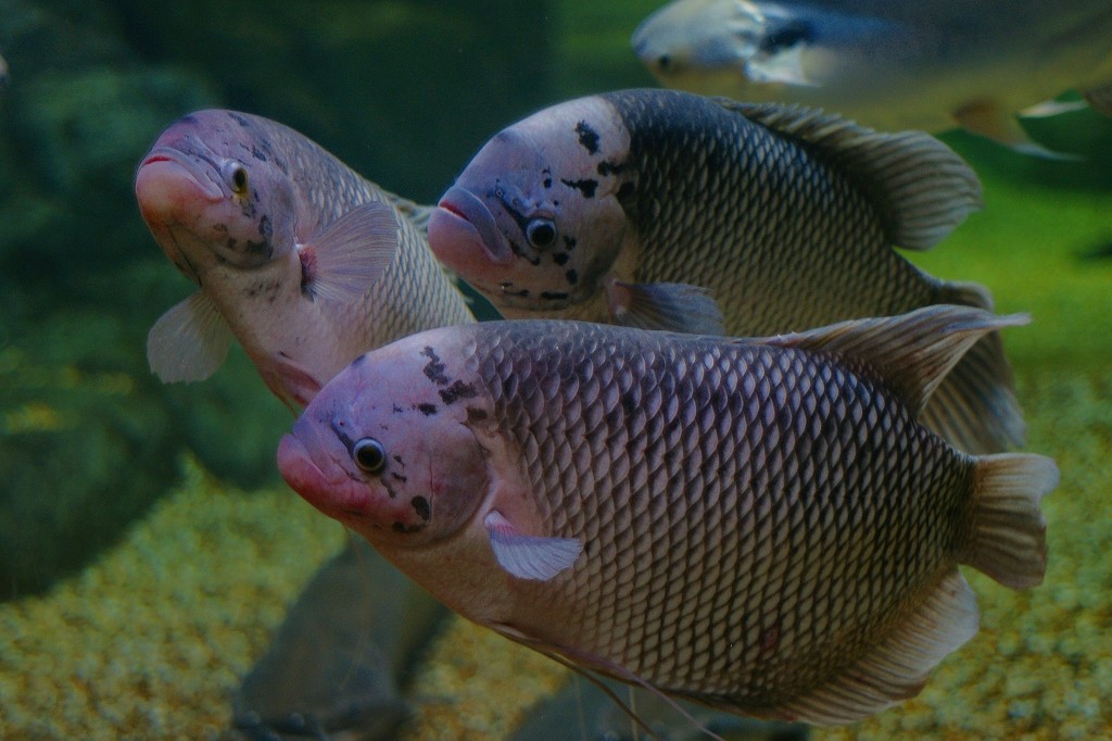 10129397466900042500_fl8nsr01la