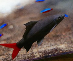 10527588971400042500_563p6wb7la