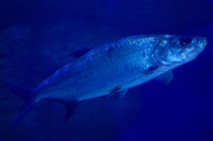 10233691770000042500_vf6db7kila