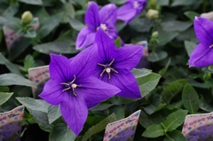 Sexual Violet No.1