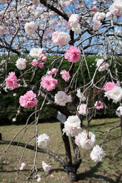 京都の春