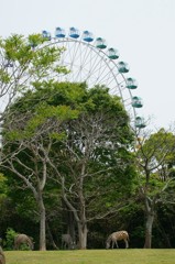 観覧車とシマウマ