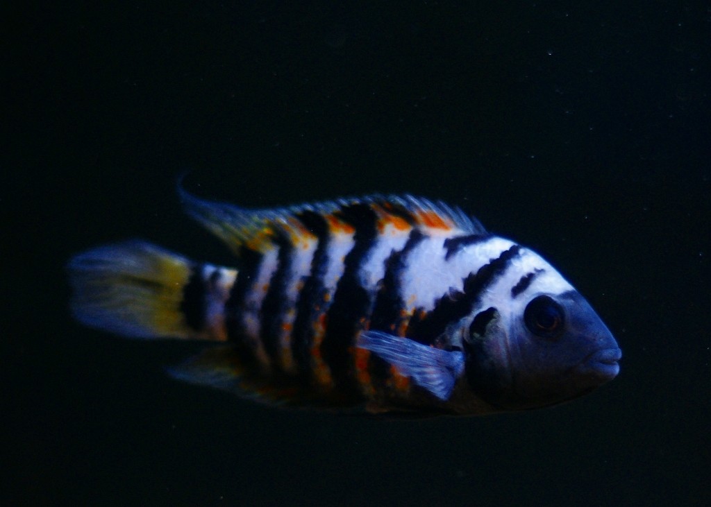 10330564262000042500_3e1fo0u3la