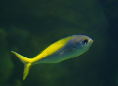 10231886364900042500_g33ynerxla