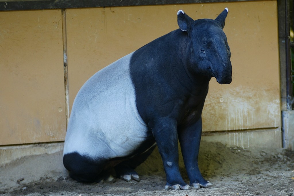 10326019974500042500_9t1i3d3hla