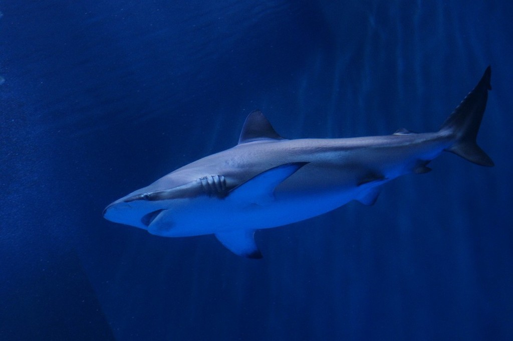 10138270843700042500_45zbz723la