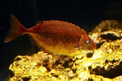 10231981255700042500_owk0jzv8la