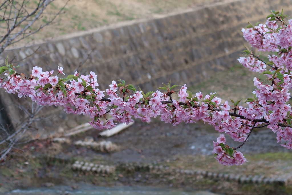 春の公園から　その4
