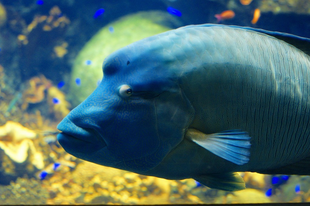 10333070269200042500_bwlafdogla