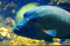 10333070269200042500_bwlafdogla