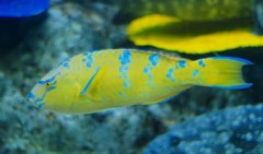 10127929316500042500_ucafe5myla