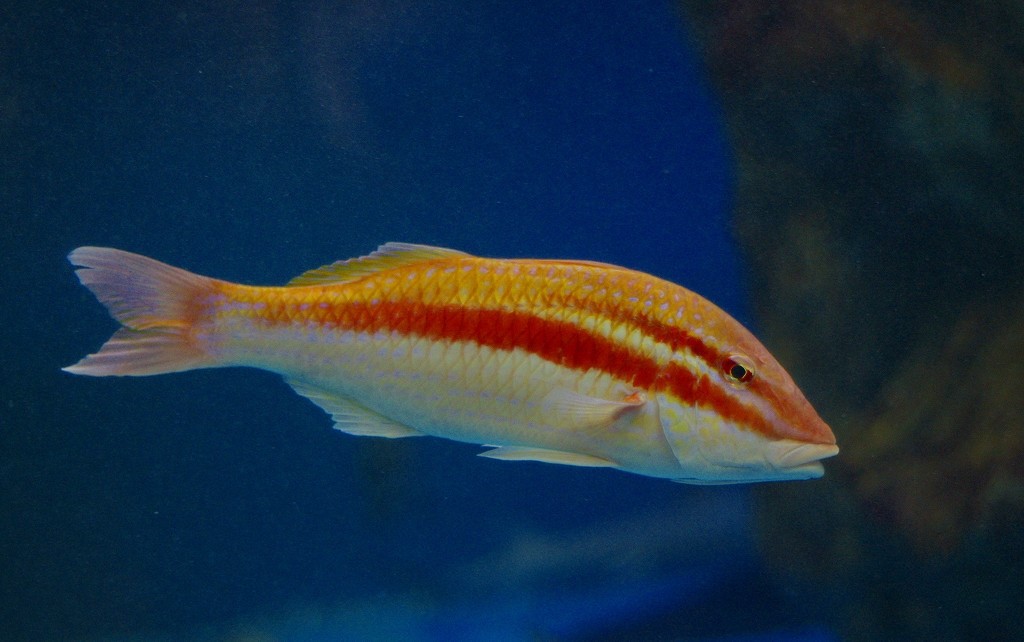 10226379425000042500_ygt68rnkla