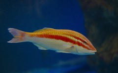 10226379425000042500_ygt68rnkla