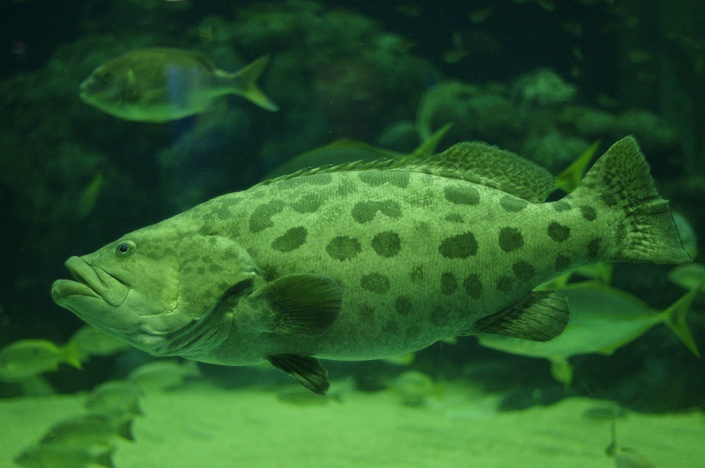 10134569831500042500_9uejch0wla