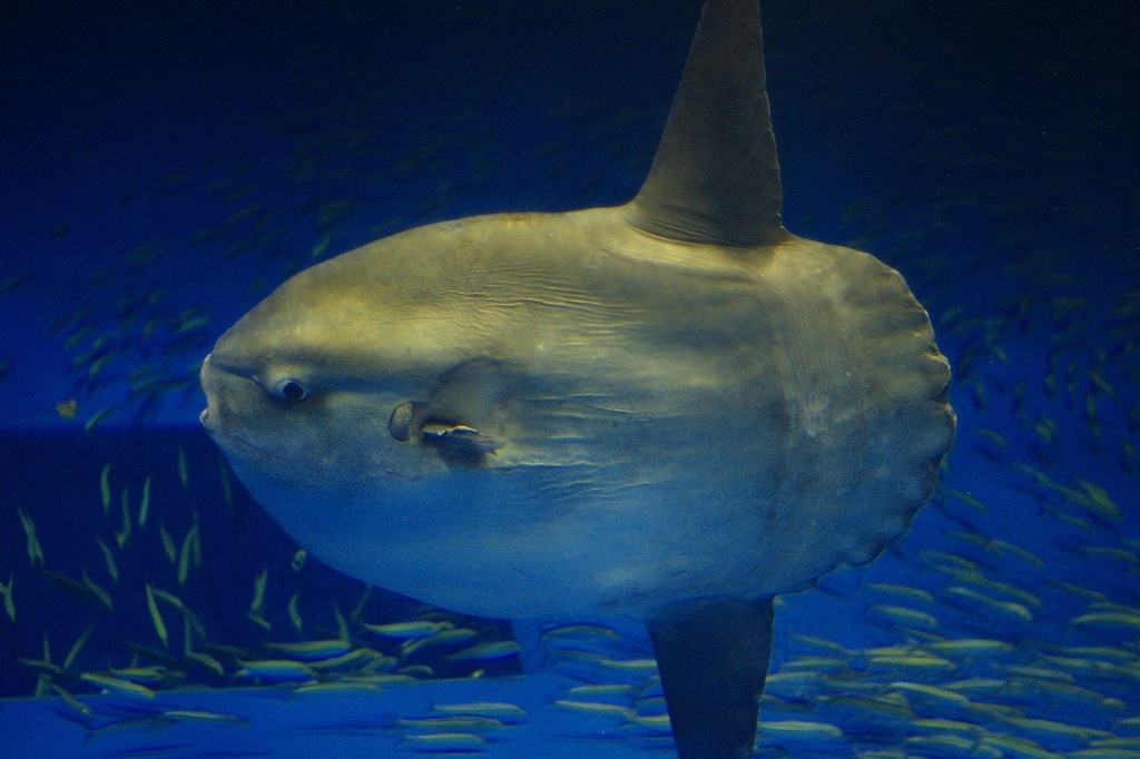 10330184184600042500_bs502v0ola