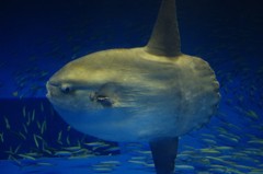 10330184184600042500_bs502v0ola