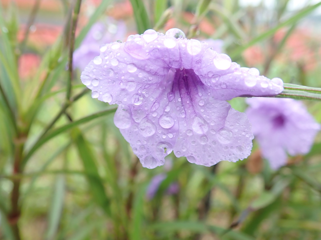 秋雨模様　その5